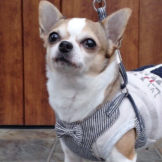 散歩やゴハンの時間になるとソワソワ 犬には時間がわかるの いぬのきもちweb Magazine